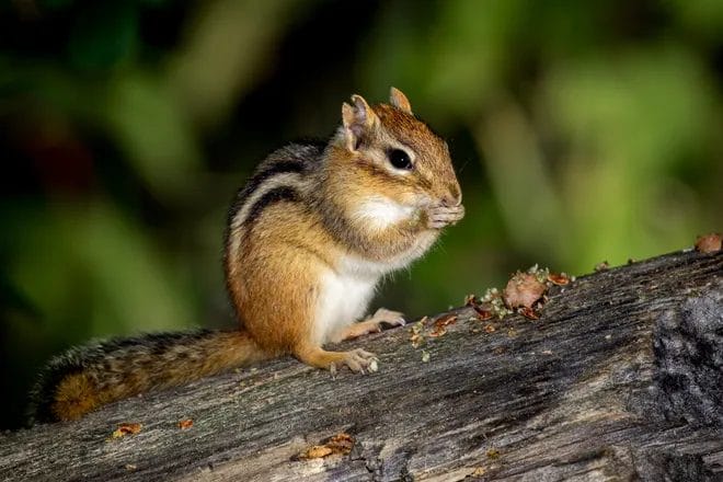 Chipmunk